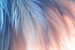Фотообои Синее с розовым перо Артикул shut_1483