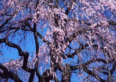 Фотообои Цветущее дерево Артикул 1098