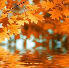 Фотообои Осенние листья Артикул 1546