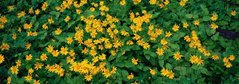 Фотообои Желтые цветы Артикул 1135