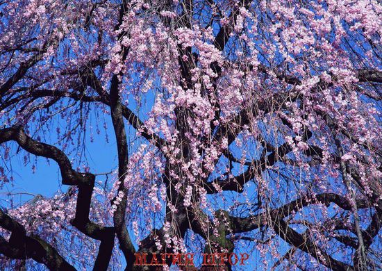 Фотообои Цветущее дерево Артикул 1098