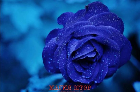 Фотообои Синяя роза Артикул nfi_01747
