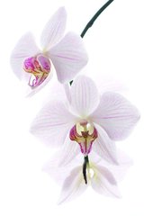 Фотообои Бело-розовые орхидеи Артикул 13781
