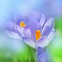 Фотообои Нежные крокусы Артикул 5459