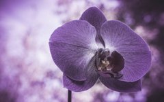 Фотообои Сиреневая орхидея крупным планом Артикул nfi_01315