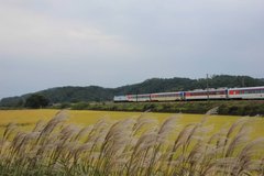 Фотообои Поезд и колосья Артикул nfi_02444