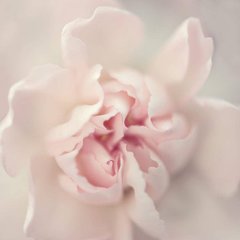 3D Фотообои Нежно-розовый бутон Артикул 44278