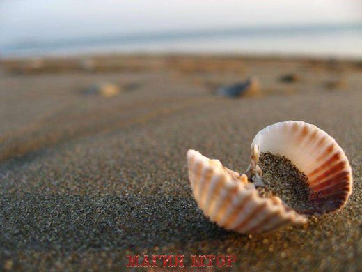 Фотообои Ракушка на песке Артикул 0553