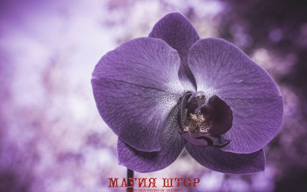 Фотообои Сиреневая орхидея крупным планом Артикул nfi_01315