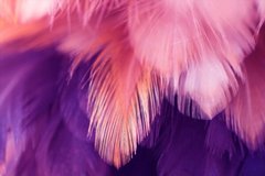 Фотообои Розовые и фиолетовые перья Артикул shut_1391
