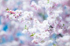 Фотообои Соцветия Артикул 5597