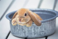 Фотообои Маленький кролик Артикул 438