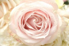 Фотообои Роса на цветке Артикул 15746