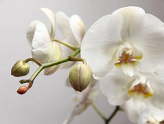 Фотообои Ветка белой орхидеи Артикул 2512