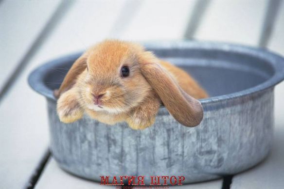 Фотообои Маленький кролик Артикул 438