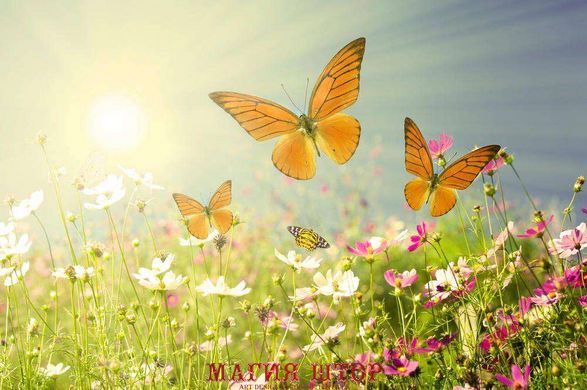 Фотообои Бабочки над цветами Артикул 2919