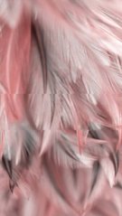 Фотообои Розовые перья с черным Артикул shut_1443