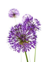 Фотообои Сиреневые полевые цветы Артикул 16719
