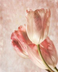 Фотообои Розовые тюльпаны Артикул 10518