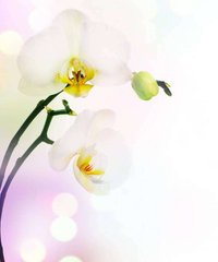 Фотообои Белоснежная орхидея Артикул 1355