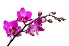 Фотообои Сиреневая орхидея Артикул 5981
