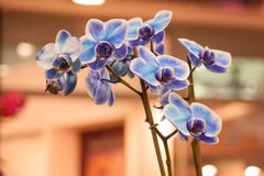 Фотообои Голубые орхидеи Артикул nfi_01340