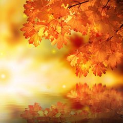 Фотообои Осенняя ветка Артикул 1548