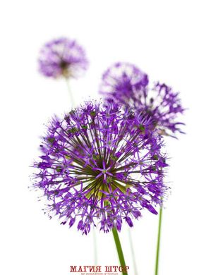 Фотообои Сиреневые полевые цветы Артикул 16719