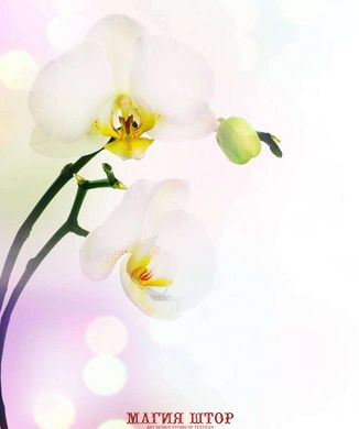 Фотообои Белоснежная орхидея Артикул 1355