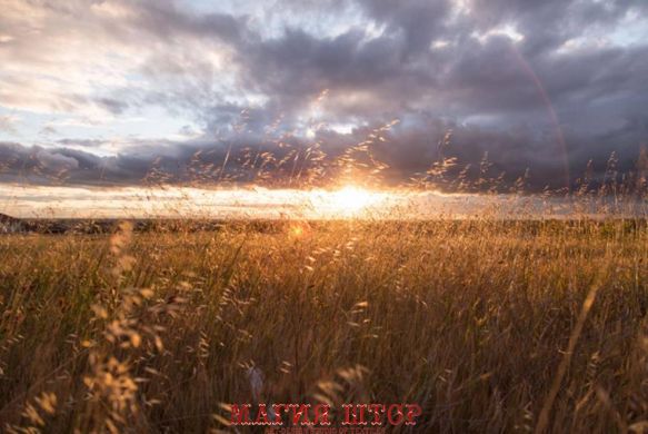 Фотообои Солнце в поле Артикул nus_11379