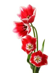 Фотообои Красные тюльпаны Артикул 4034