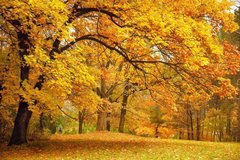 Фотообои Осенние деревья Артикул 11916
