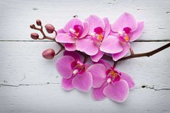 Фотообои Орхидея на доске Артикул 21349