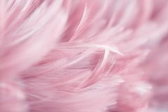 Фотообои Бледно-розовое перо Артикул shut_1488