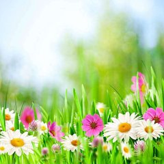 Фотообои Ромашки и полевые цветы Артикул 9601