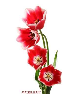 Фотообои Красные тюльпаны Артикул 4034