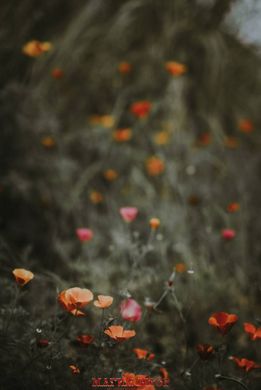 Фотообои Оранжевые и розовые цветы Артикул nus_22381