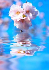 Фотообои Соцветие над водой Артикул 1776