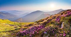 Фотообои Полевые цветы на склонах Артикул 5827