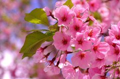 Фотообои Розовые цветы вишни Артикул 14093