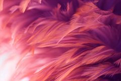 Фотообои Фиолетовые с оранжевым перья Артикул shut_1485