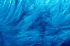 Фотообои Голубые перья Артикул shut_1397