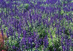 Фотообои Фиолетовые полевые цветы Артикул 1088