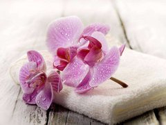 Фотообои Орхидея на столе Артикул 5070