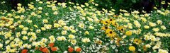 Фотообои Садовые цветы Артикул 1148
