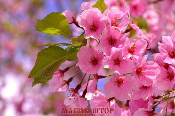 Фотообои Розовые цветы вишни Артикул 14093