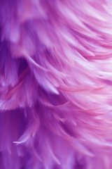 Фотообои Перья розовые с фиолетовым Артикул shut_1411