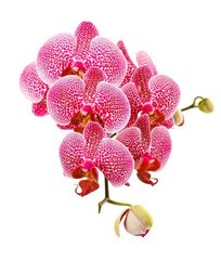 Фотообои Ветка орхидеи Артикул 5523