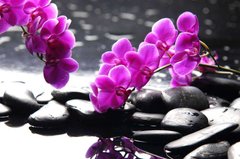Фотообои Ветка орхидеи над водой Артикул 7661