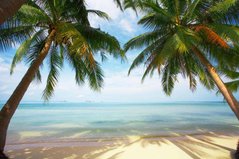 Фотообои Две пальмы на берегу океана Артикул 2569